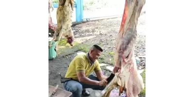 Penyembelihan Hewan Qurban